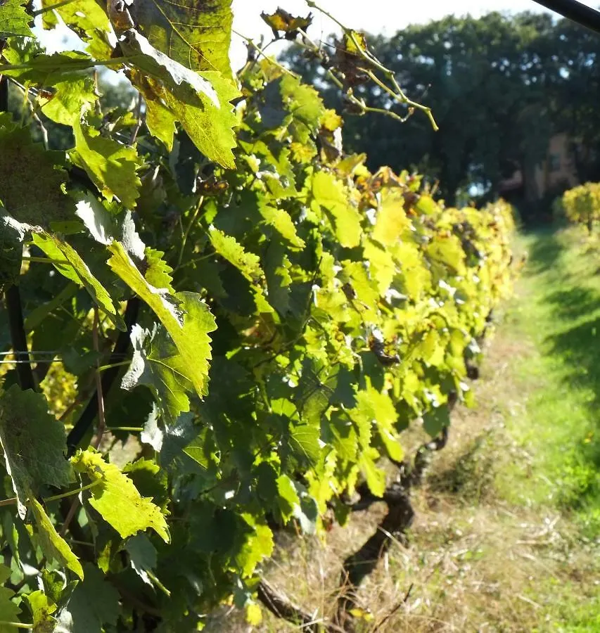 Tenuta De Fanti Agriturismo Bibbona Italia