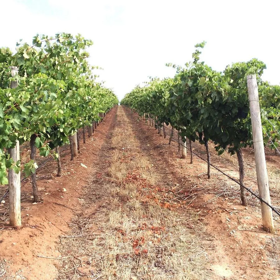 Tenuta De Fanti Agriturismo Bibbona