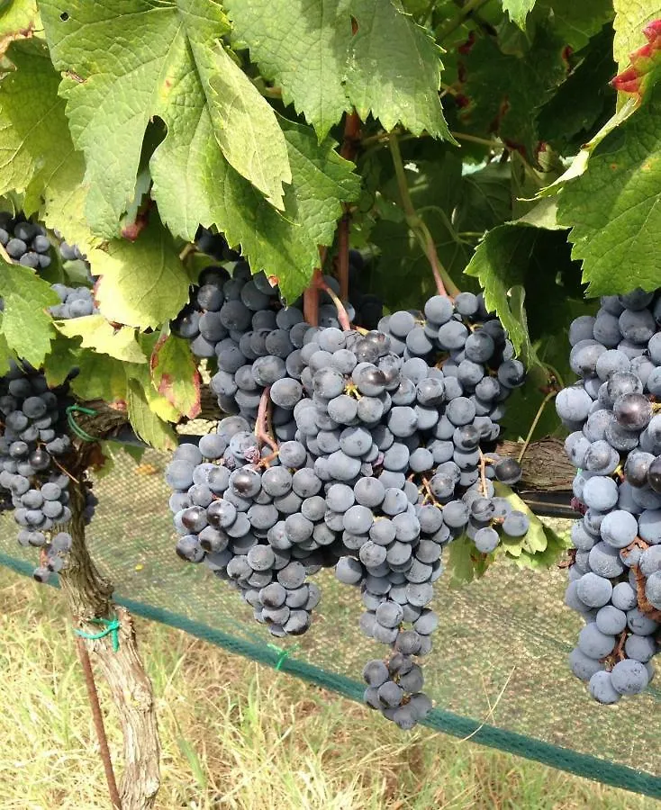 Tenuta De Fanti Agriturismo Bibbona Alloggio per agriturismo
